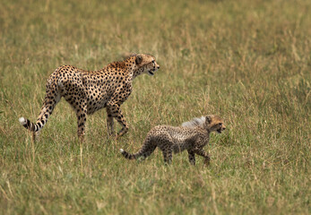 Cheetah walking with a cub at Masai Mara, Kenya
