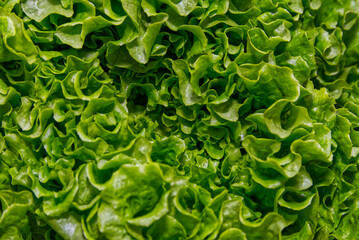 Head of fresh salad seen up close