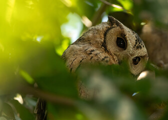 Indian scops owl on a tree at Keoladeo Ghana National Park, Bharatpur, India