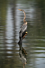 Darter perched on a wooden log with reflecton on water at Keoladeo Ghana National Park, Bharatpur, India