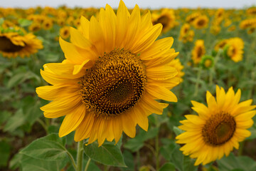 Fototapeta premium Sunflowers in a field on a summer day