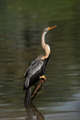 Darter perched on a tree trunk in a lake Keoladeo Ghana National Park, Bharatpur, India