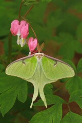 Luna moth (actias luna) on bleeding hearts