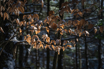 autumn leaves in the snow