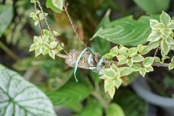 Grafting tree trunks on plants