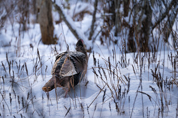 wild turkey in the snow