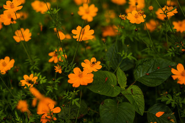 field of yellow flowers