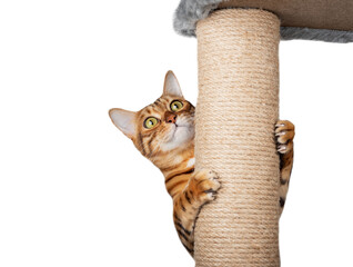 A domestic cat climbs up a cat pole.