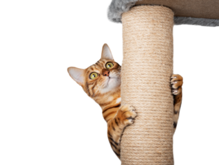 A domestic cat climbs up a cat pole.