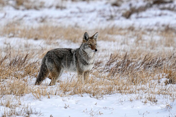 Coyote - Focus