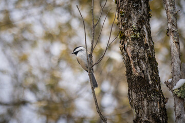 black tit