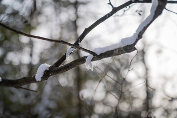 snow on branch