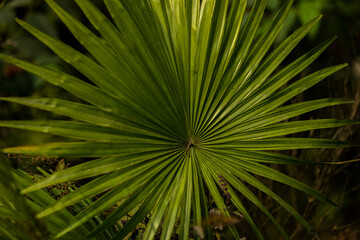 palm tree leaves