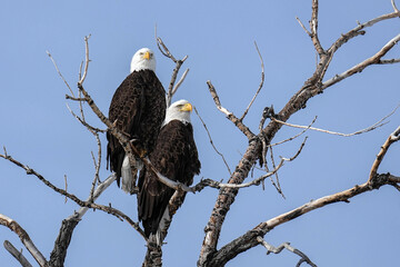 American Bald Eagle - Colorado
