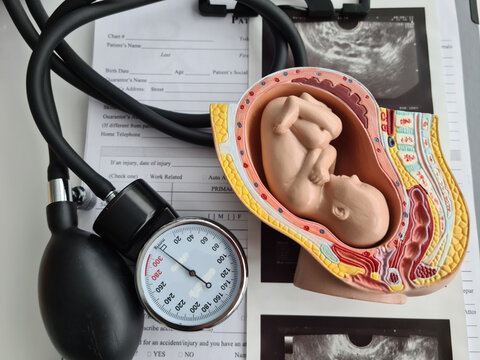 Model of the embryo and ultrasound of uterus