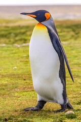 Fototapeta premium Volunteer Point, Falkland Islands, UK