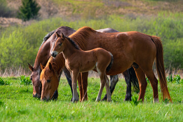 Obraz na płótnie Canvas Horse and foal in field