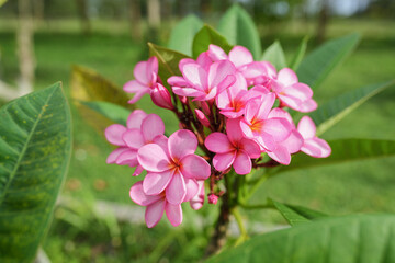 Obraz premium Pink Frangipani Flowers (Plumeria Rubra ‘Gabrielle’ or Bunga Kamboja) with green leaves and pink petals wtih blury background