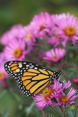 monarch butterfly on pink New England aster flower