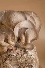 Close-up of beautiful natural organic grown medium with oyster mushrooms on beige background
