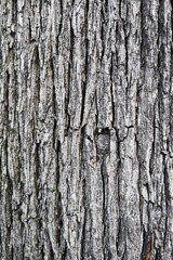 Texture of a tree bark