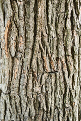 Texture of a tree bark