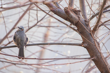 A brown-eared bulbul bird sitting on the branch of bare tree in winter.