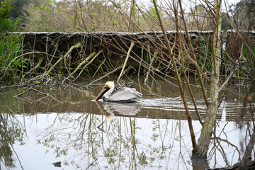 Brown Pelican in Louisiana wetland