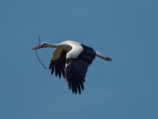 Cigogne transportant une branche pour son nid