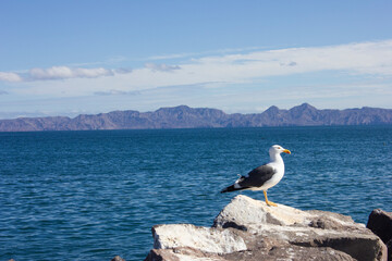 Seagull standing in a rock with the ocean behind