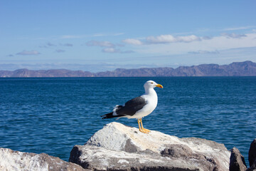 Seagull with the ocean behind