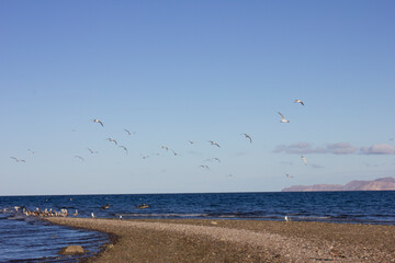 Seagulls flying at the beach
