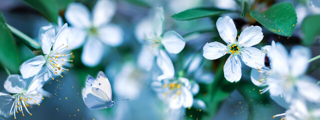 Flying white butterfly among white spring flowers. Banner format - 568869336