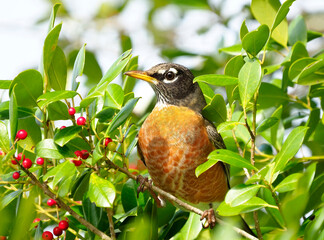 A Close-up of a Robin in the Holly Tree - 568870973