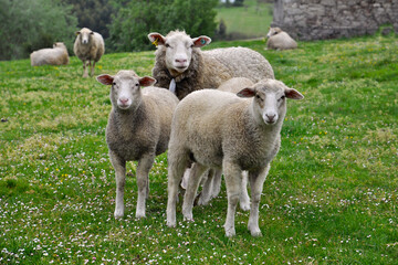 Flock of sheep in a green field in San Martín de Laspra (Castrillón, Asturias, Spain)