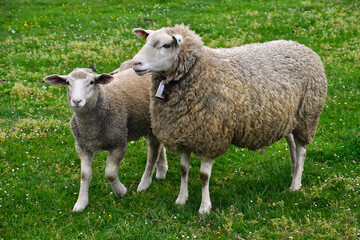 Naklejka na ściany i meble Sheep with a lamb in a green field in San Martín de Laspra (Castrillón, Asturias, Spain)