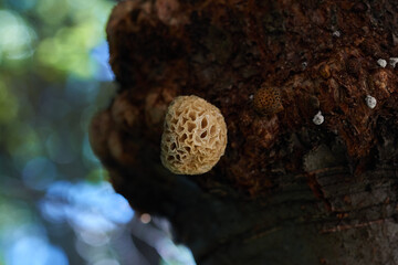 Patagonian fungus Cyttaria harioti also called Pan de Indio or Llao Llao