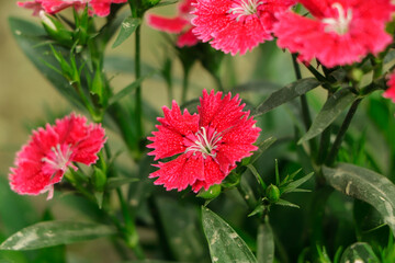 Turkish carnation maroon on a natural background. Dianthus barbatus. Selective focus