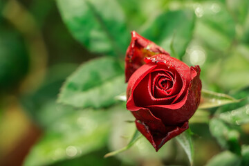 Selective focus on red rose bud