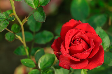 Selective focus on red rose blooming in garden