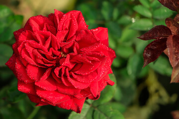 Red rose close up background