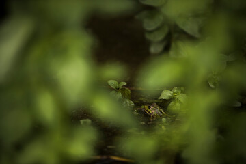 Grenouille