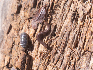close up of a millipede and a pill bug