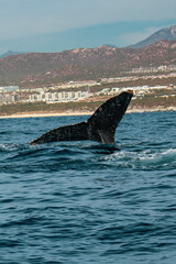 Fototapeta premium Whale tail sticking out of the ocean
