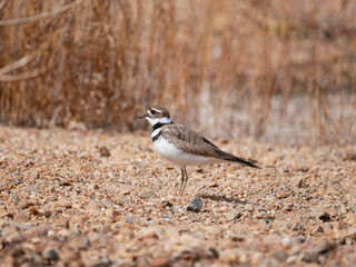 killdeer