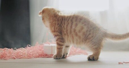 Cute kitten received a gift, examines a box in a festive package