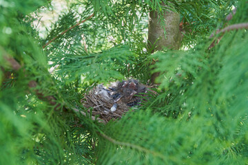 Obraz premium newborn birds in the nest,baby birds in nest,chicks in a nest on a tree with green fir branches