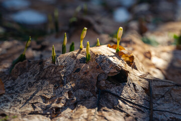 Snowdrops in the forest