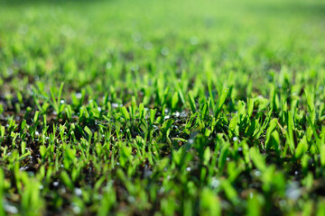 green grass on blur background in sunny day