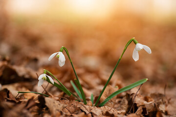 Fototapeta premium Blooming Snowdrop Galánthus first spring flowers closeup view
